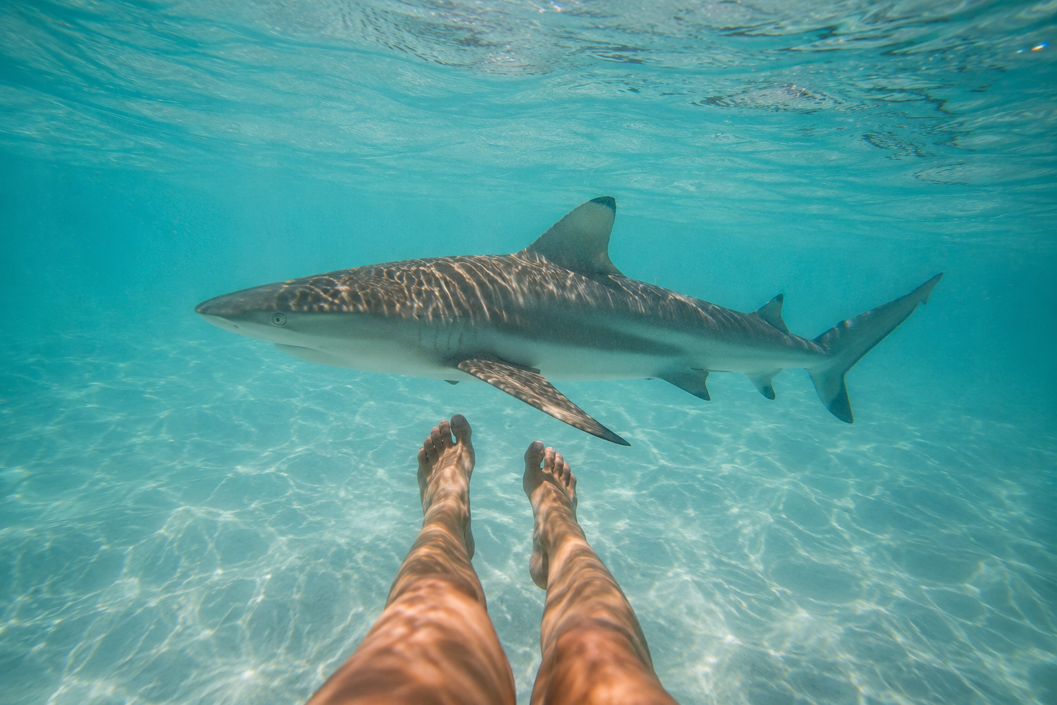Shark Safety in Esperance: Everything You Need to Know Before You Swim